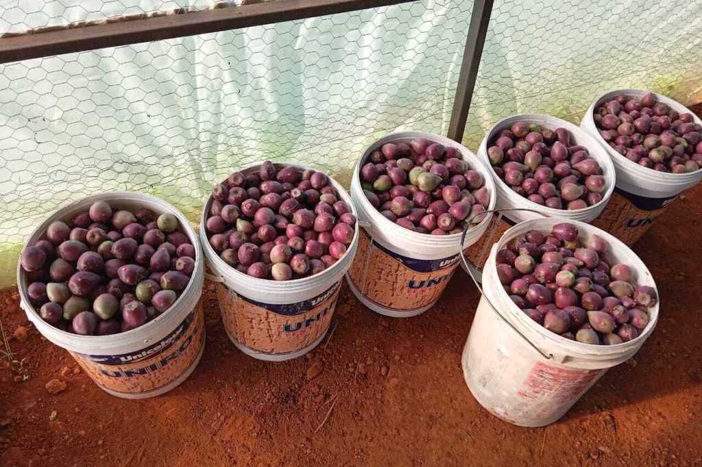 Buckets of fruit from cacti, which is used to make juice