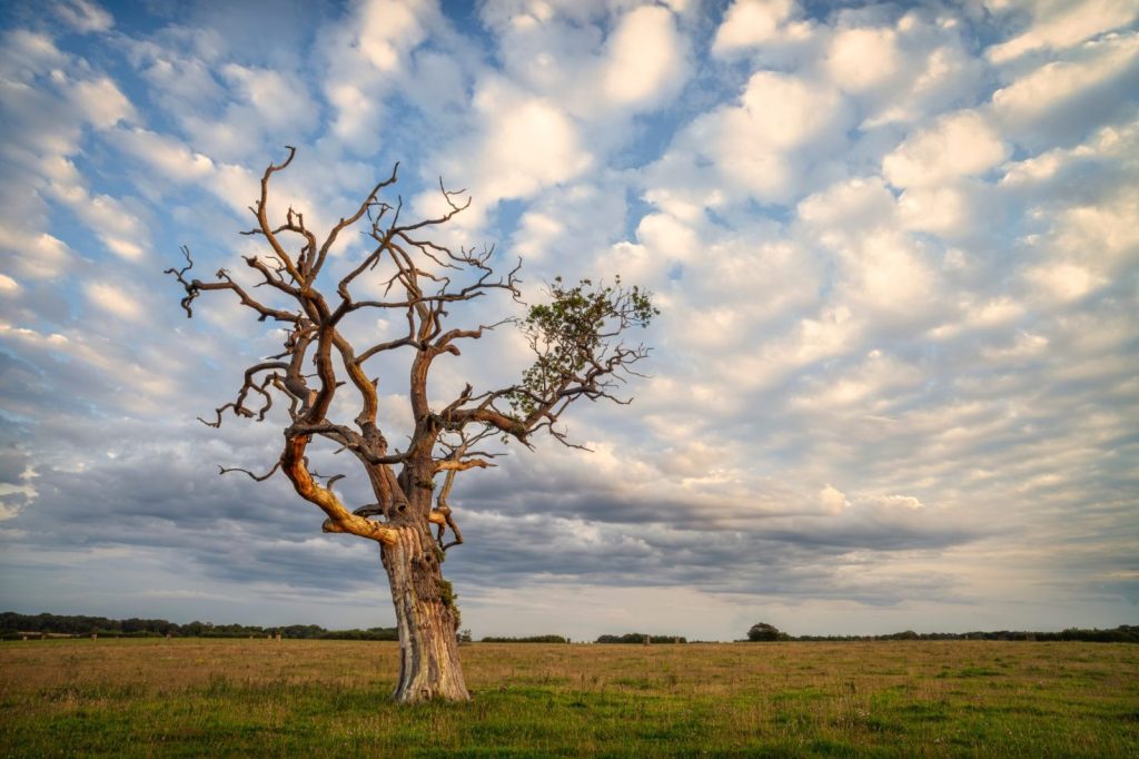 An oak tree without many leaves alone in a field.